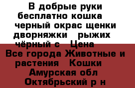 В добрые руки бесплатно,кошка,2.5черный окрас,щенки дворняжки,3 рыжих 1 чёрный,с › Цена ­ - - Все города Животные и растения » Кошки   . Амурская обл.,Октябрьский р-н